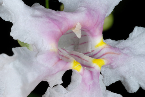 Catalpa longissima