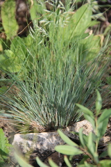Festuca valesiaca