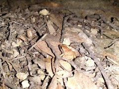 Craugastor occidentalis