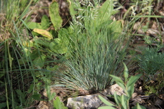 Festuca valesiaca