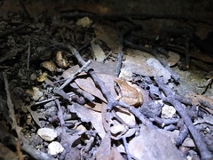 Craugastor occidentalis