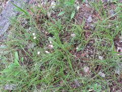 Spigelia alabamensis