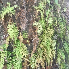 Adiantum concinnum