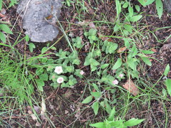 Spigelia alabamensis