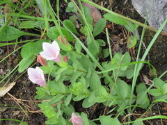 Spigelia alabamensis