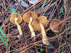 Cortinarius idahoensis