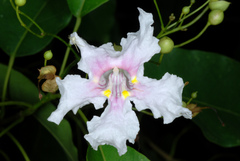 Catalpa longissima
