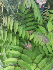 Ailanthus altissima