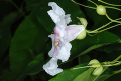 Catalpa longissima