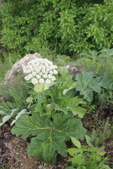 Heracleum leskovii