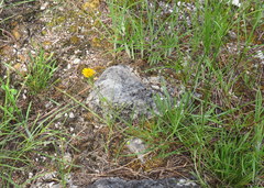 Coreopsis grandiflora inclinata