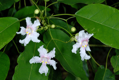 Catalpa longissima