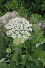 Heracleum leskovii