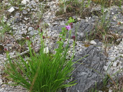Liatris oligocephala