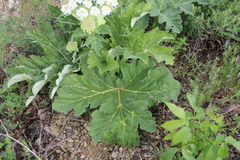 Heracleum leskovii