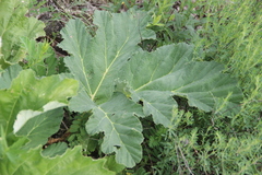 Heracleum leskovii