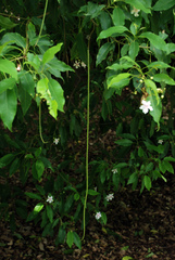 Catalpa longissima