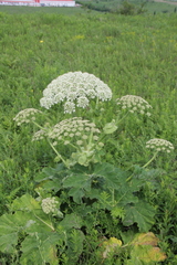 Heracleum leskovii