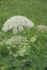 Heracleum leskovii