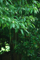 Catalpa longissima
