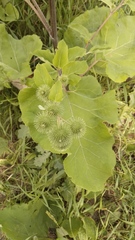 Arctium lappa