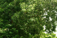 Catalpa longissima