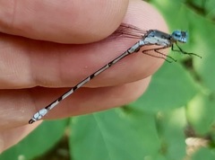Lestes forcipatus