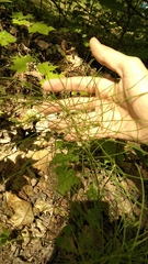 Equisetum pratense