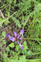 Iris pontica