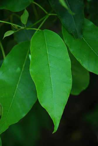 Catalpa longissima
