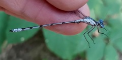 Lestes forcipatus