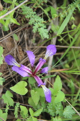 Iris pontica