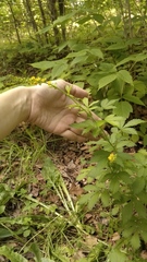 Agrimonia pilosa