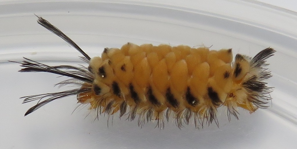 Euchromia