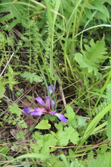 Iris pontica