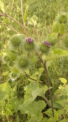 Arctium lappa