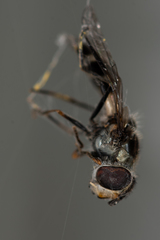 Leucozona laternaria