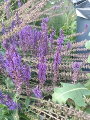 Salvia nemorosa