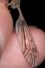Tipula scripta