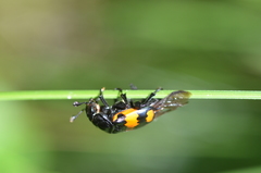 Nicrophorus hebes