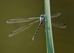 Lestes eurinus