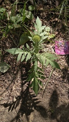 Knautia arvensis