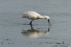 Platalea leucorodia