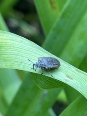 Amaurochrous cinctipes