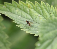 Chrysopilus cristatus