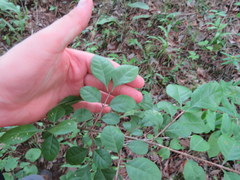 Forestiera ligustrina