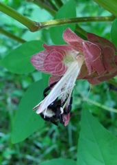 Bombus pensylvanicus image