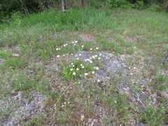 Erigeron dolomiticola