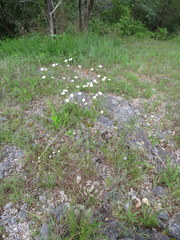 Erigeron dolomiticola