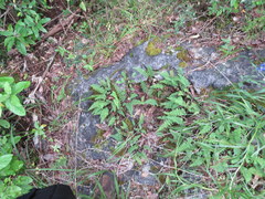 Myriopteris alabamensis